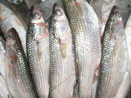 أسعار السمك ليوم الاثنين 3-5-2021 ، إسعار الأسماك 2021