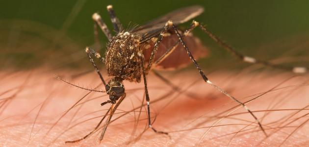 بعوضة الأنوفيلة التي تسبب مرض الملاريا والصين تعلن القضاء على مرض الملاريا